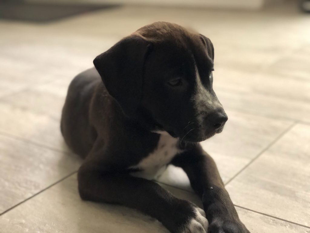 Brody at 12 weeks